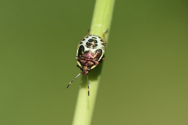 Bronzeschildwanze, Troilus luridus, Endstadium, auf Blatt - MJOF000708