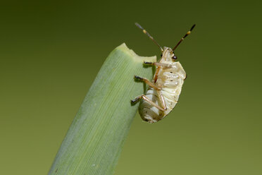 Bronzeschildwanze, Troilus luridus, Endstadium, auf Blatt - MJOF000709