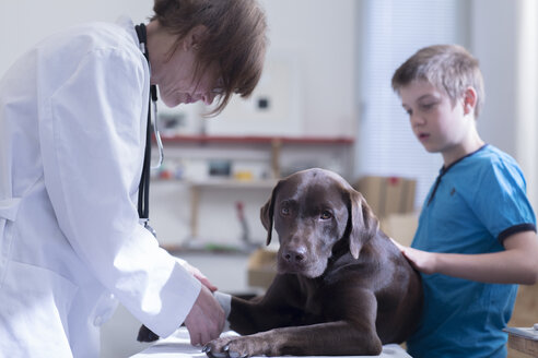 Junge beim Tierarzt mit Hund - SGF000845