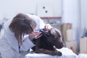 Tierärztlich untersuchter Hund - SGF000848