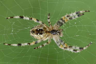 Europäische Gartenkreuzspinne, Araneus diadematus, sitzend auf einem Spinnennetz - MJOF000718