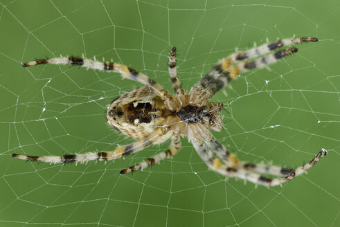 Europäische Gartenkreuzspinne, Araneus diadematus, sitzend auf einem Spinnennetz - MJOF000718