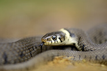 Porträt der Europäischen Ringelnatter, Natrix natrix - MJOF000724