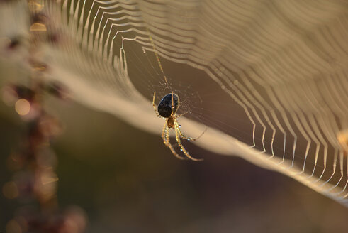 Europäische Gartenkreuzspinne, Araneus diadematus, hängt an einem Spinnennetz - MJOF000726