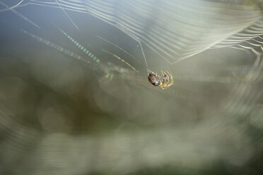 Europäische Gartenkreuzspinne, Araneus diadematus, beim Weben eines Spinnennetzes - MJOF000727
