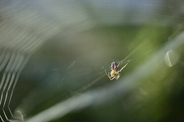 Europäische Gartenkreuzspinne, Araneus diadematus - MJOF000728