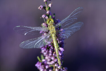 Schwarze Heidelibelle, Sympetrum danae, auf einer Veilchenblüte sitzend - MJOF000729