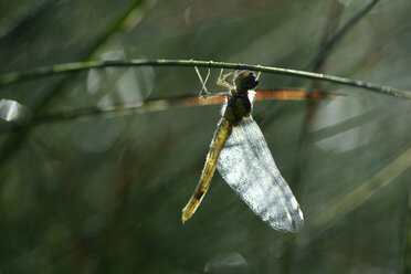 Schwarze Heidelibelle, Sympetrum danae, am Blatt hängend - MJOF000731