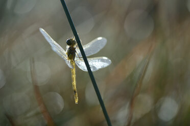 Black darter, Sympetrum danae, hanging at blade - MJOF000732