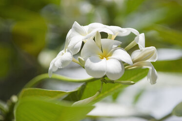 Thailand, Koh Phangan, Plumeria alba Blüte - ASF005474