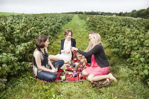 Eine Gruppe von Freundinnen macht ein Picknick zwischen Himbeersträuchern, lizenzfreies Stockfoto