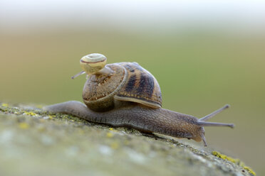 Schnecke, Gastropoda, trägt Kind auf ihrem Gehäuse - MJOF000735