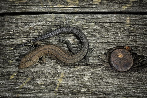 Gemeine Eidechse, Zootoca vivipara, sitzend auf grauem Holz, lizenzfreies Stockfoto