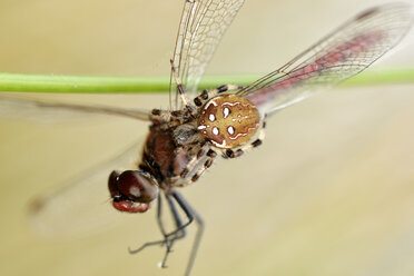 Vierfleckiger Weberknecht, Araneus quadratus, mit Beute - MJOF000740