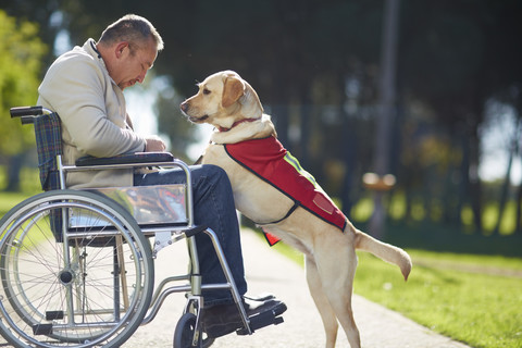 Mann im Rollstuhl mit Hund im Park, lizenzfreies Stockfoto