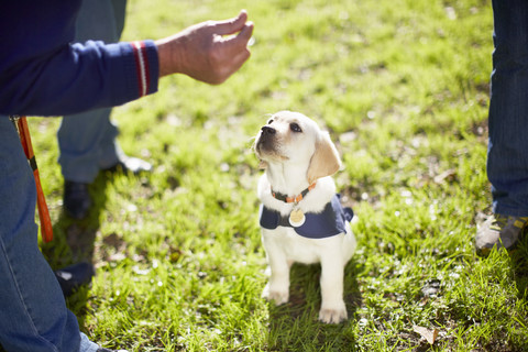 Welpe beim Hundetraining, lizenzfreies Stockfoto