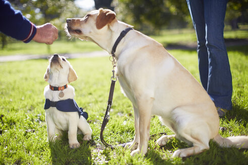 Guide dogs at dog training - ZEF000984