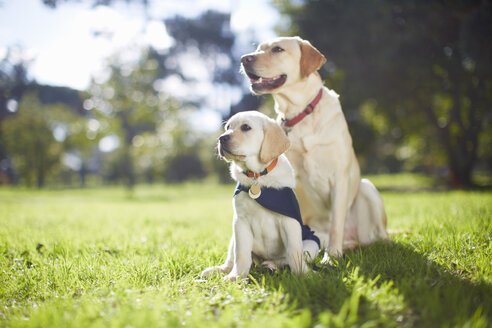 Zwei Blindenhunde beim Hundetraining - ZEF000867