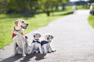 Drei Blindenhunde beim Hundetraining - ZEF000869