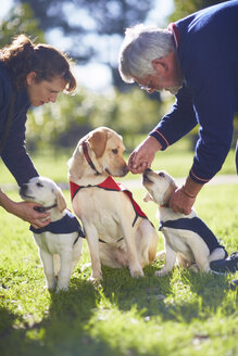 Three guide dogs at dog training - ZEF000990