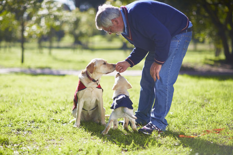 Zwei Blindenhunde beim Hundetraining, lizenzfreies Stockfoto