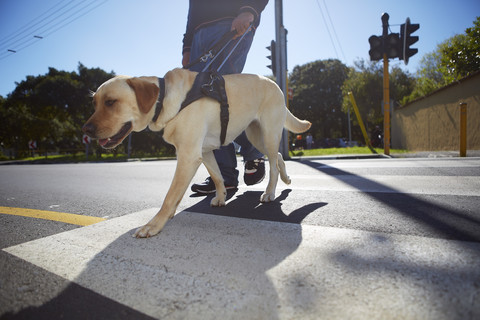 Ein sehbehinderter Mann überquert mit seinem Blindenhund eine Straße, lizenzfreies Stockfoto