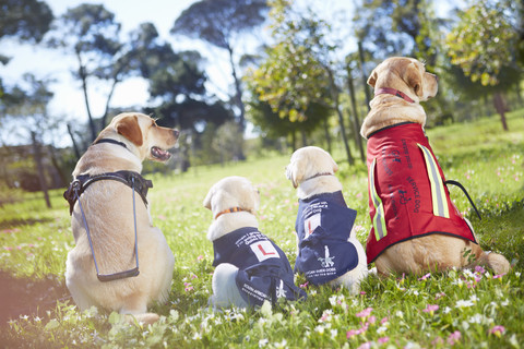 Three guide dogs at dog training stock photo