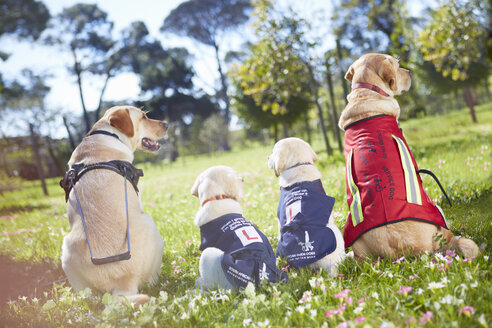 Drei Blindenhunde beim Hundetraining - ZEF001003