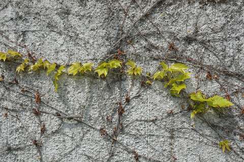 Facade greenery with woodbine, Parthenocissus tricuspidata stock photo