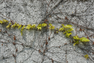 Facade greenery with woodbine, Parthenocissus tricuspidata - AXF000726