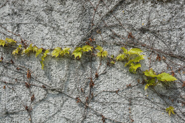 Fassadenbegrünung mit Waldrebe, Parthenocissus tricuspidata - AXF000726