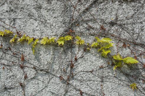Fassadenbegrünung mit Waldrebe, Parthenocissus tricuspidata - AXF000726