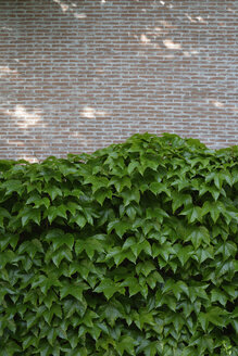 Fassadenbegrünung mit Waldrebe, Parthenocissus tricuspidata - AXF000727