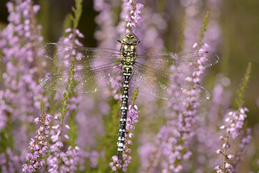 Südliche Hausiererin, Aeshna cyanea, hängt an einer Blüte - MJOF000741