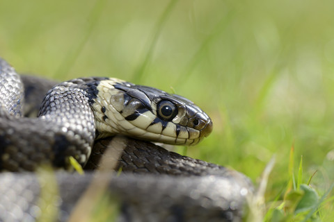 Porträt der Ringelnatter, Natrix natrix, lizenzfreies Stockfoto