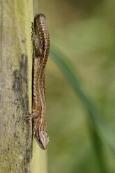 Common lizard, Zootoca vivipara, sitting head first on wood - MJOF000744