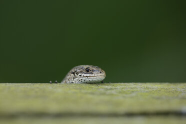 Head od Common lizard, Zootoca vivipara - MJOF000745