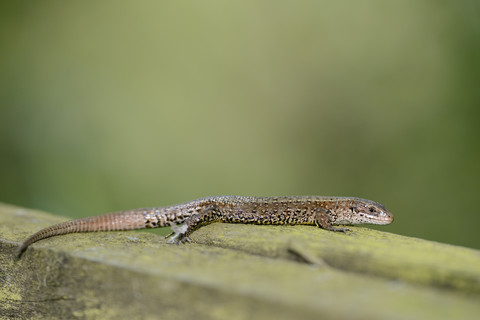 Gemeine Eidechse, Zootoca vivipara, sitzend auf Holz, lizenzfreies Stockfoto