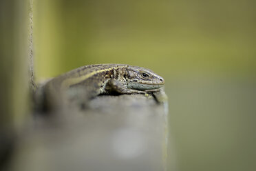 Common lizard, Zootoca vivipara - MJOF000747