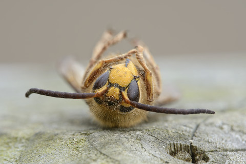 Dead European hornet, Vespa crabro, lying on back stock photo