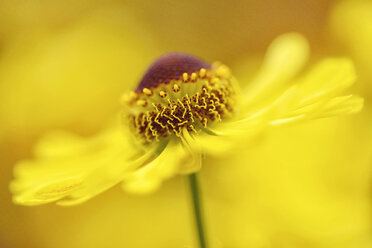 Blossom of Sneezeweed, Helenium - MJOF000749