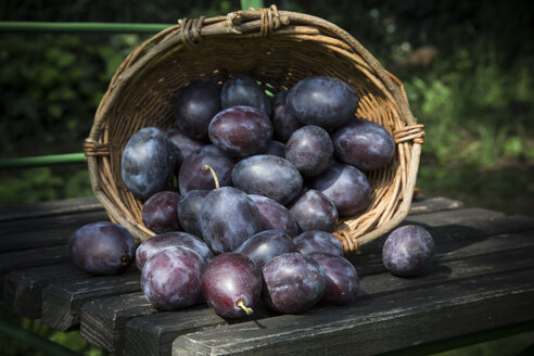 Wicker basket of plums on wooden chair in the garden - LVF001874