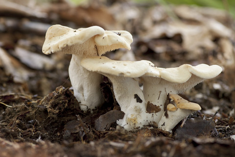 Deutschland, Igelpilze, Hydnum repandum, lizenzfreies Stockfoto