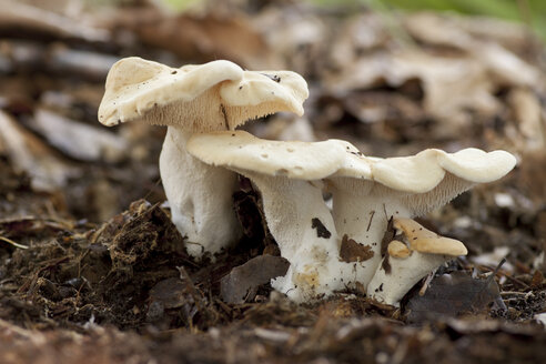 Deutschland, Igelpilze, Hydnum repandum - ALF000209