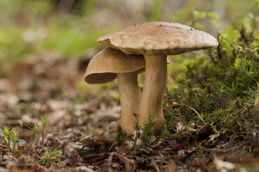 Germany, Jersey cow mushrooms, Suillus bovinus - ALF000210