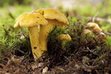 Germany, Chanterelles, Cantharellus cibarius - ALF000211