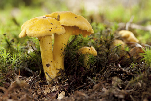 Deutschland, Pfifferlinge, Cantharellus cibarius - ALF000211