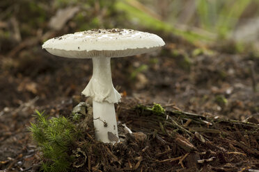 Germany, False Death Cap, Amanaita Citrina - ALF000212