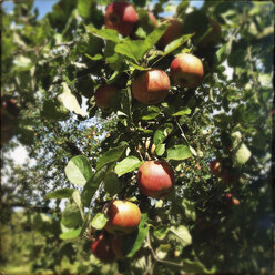 Äpfel am Baum - LVF001903