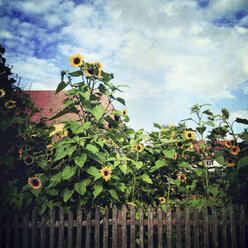 Garten mit Sonnenblumen - LVF001908